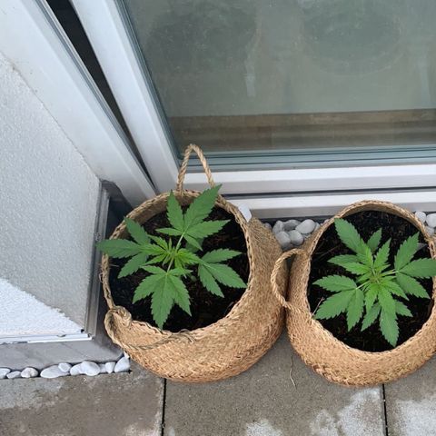 Xtreme Haze (Amnesia x Super Haze) growlog timeline photo