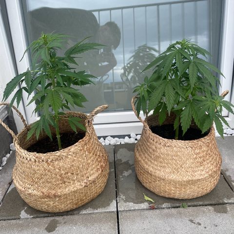 Xtreme Haze (Amnesia x Super Haze) growlog timeline photo