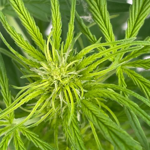 Xtreme Haze (Amnesia x Super Haze) growlog timeline photo