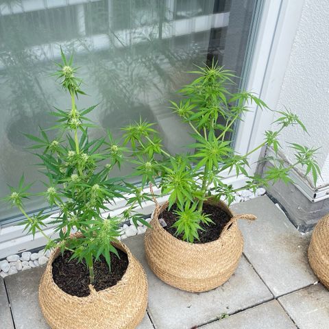 Xtreme Haze (Amnesia x Super Haze) growlog timeline photo