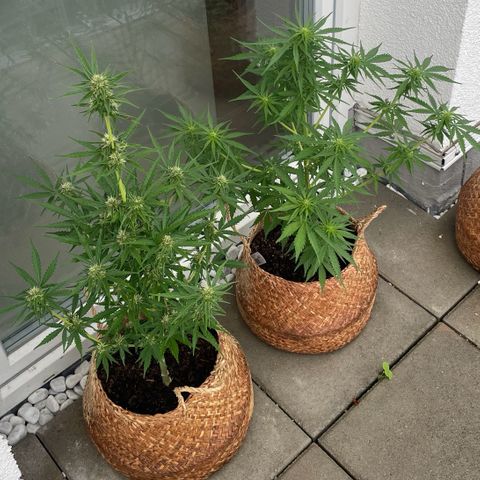 Xtreme Haze (Amnesia x Super Haze) growlog timeline photo