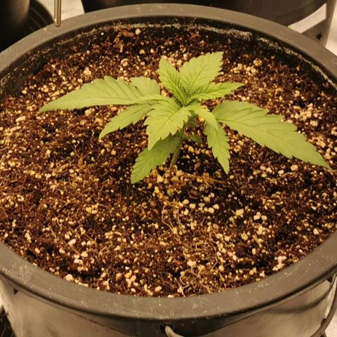 Slurricane growlog timeline photo