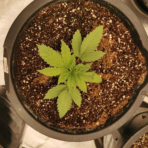 Slurricane growlog timeline photo