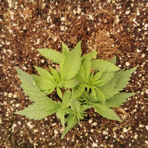 Slurricane growlog timeline photo