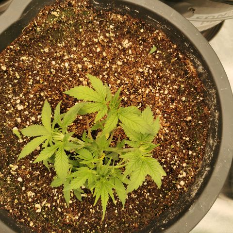 Slurricane growlog timeline photo