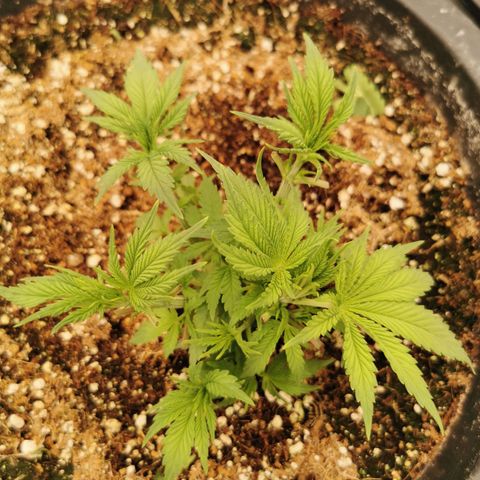 Slurricane growlog timeline photo
