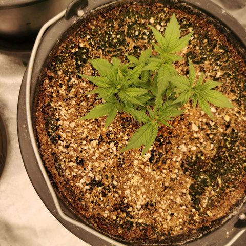 Slurricane growlog timeline photo