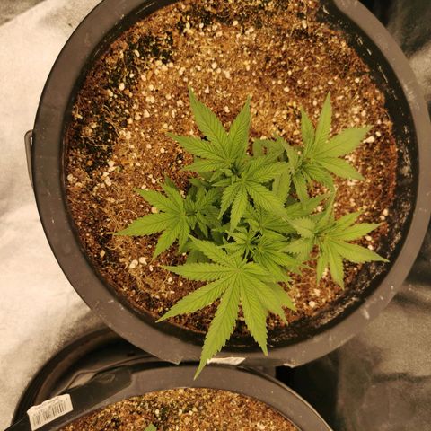 Slurricane growlog timeline photo