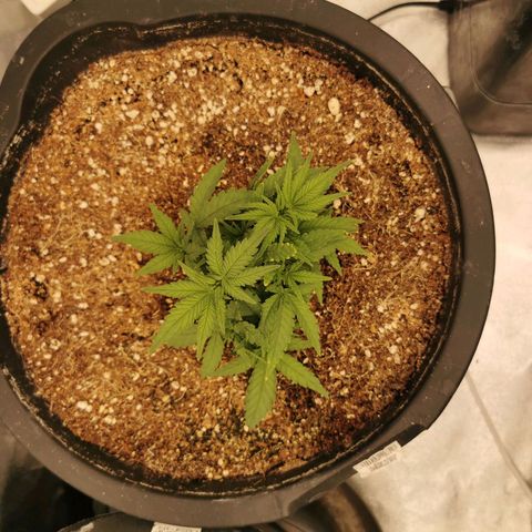 Slurricane growlog timeline photo