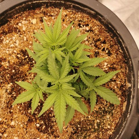 Slurricane growlog timeline photo
