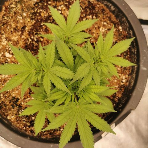 Slurricane growlog timeline photo