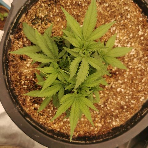 Slurricane growlog timeline photo