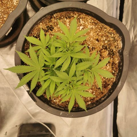 Slurricane growlog timeline photo