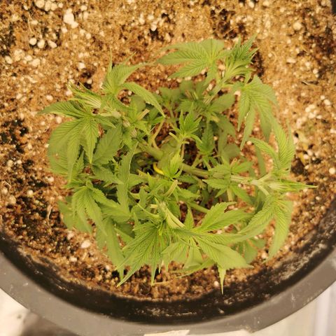 Slurricane growlog timeline photo