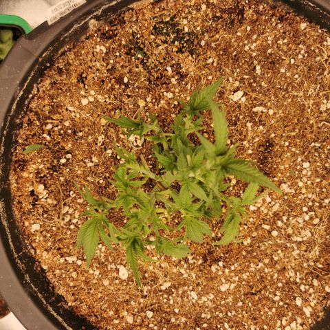 Slurricane growlog timeline photo