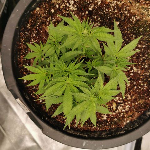 Slurricane growlog timeline photo