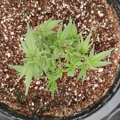 Slurricane growlog timeline photo