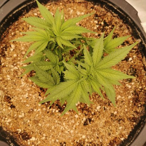 Slurricane growlog timeline photo