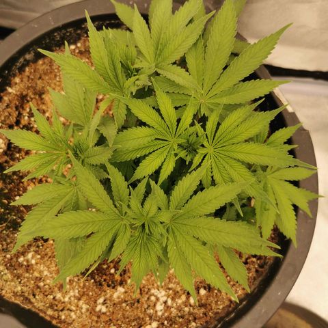 Slurricane growlog timeline photo