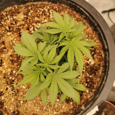 Slurricane growlog timeline photo