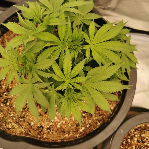 Slurricane growlog timeline photo
