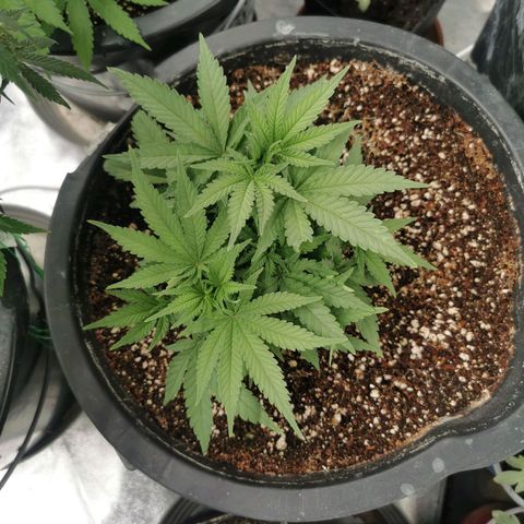 Slurricane growlog timeline photo