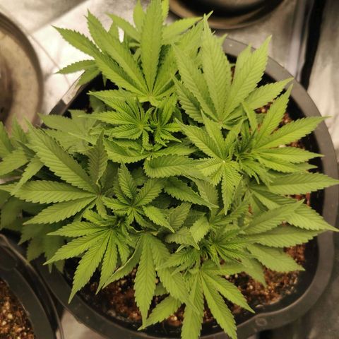 Slurricane growlog timeline photo