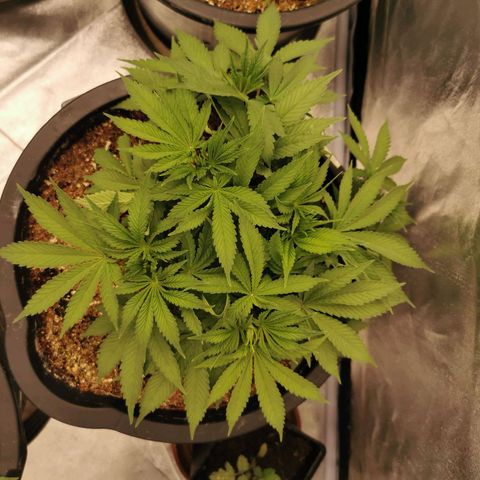 Slurricane growlog timeline photo