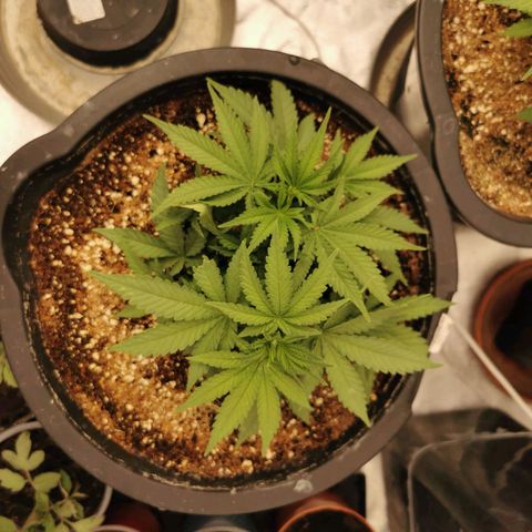 Slurricane growlog timeline photo