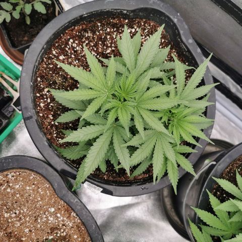 Slurricane growlog timeline photo