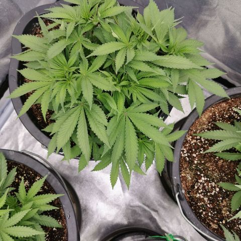 Slurricane growlog timeline photo