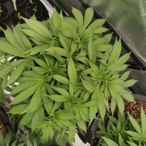 Slurricane growlog timeline photo