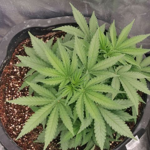 Slurricane growlog timeline photo