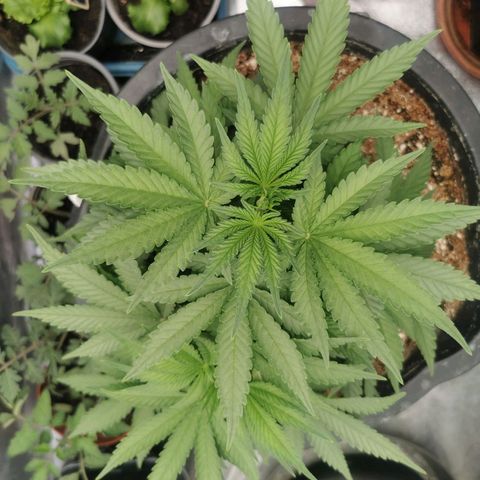 Slurricane growlog timeline photo
