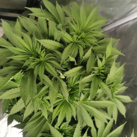 Slurricane growlog timeline photo