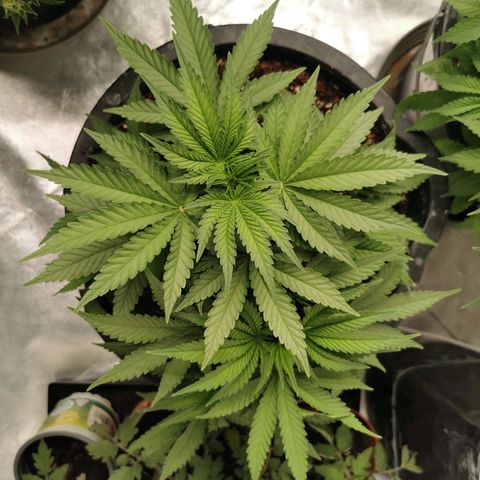 Slurricane growlog timeline photo