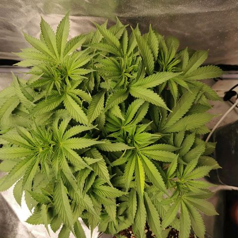Slurricane growlog timeline photo