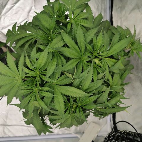 Slurricane growlog timeline photo