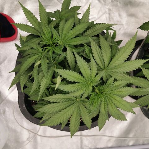 Slurricane growlog timeline photo