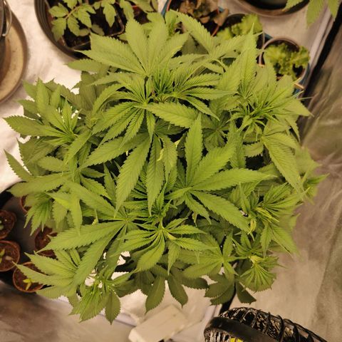 Slurricane growlog timeline photo