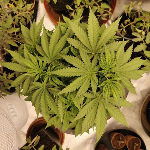 Slurricane growlog timeline photo