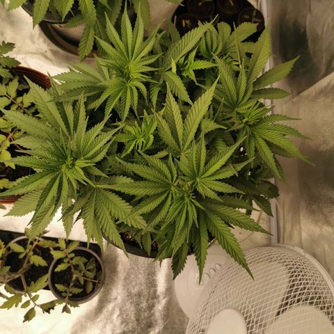 Slurricane growlog timeline photo