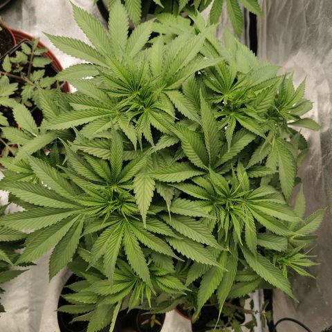 Slurricane growlog timeline photo