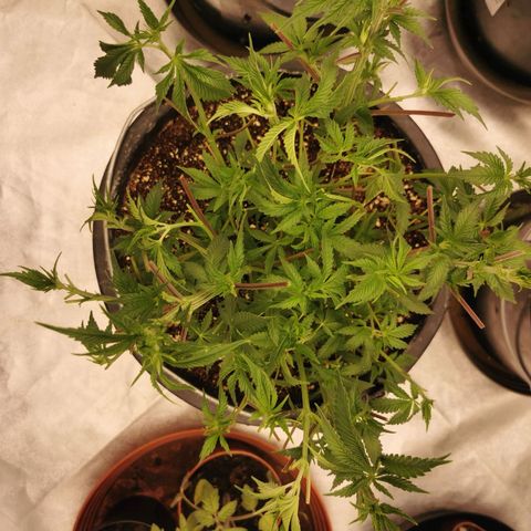 Slurricane growlog photo: Entlaubt 