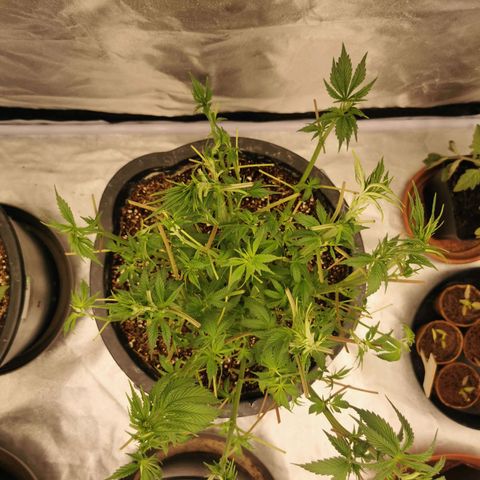 Slurricane growlog photo: Entlaubt 
