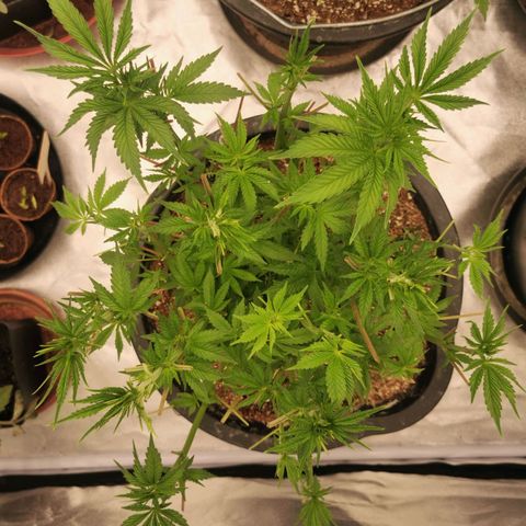 Slurricane growlog timeline photo