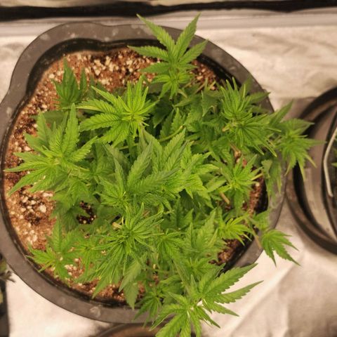 Slurricane growlog timeline photo