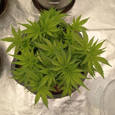 Slurricane growlog timeline photo