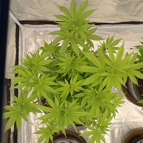 Slurricane growlog timeline photo