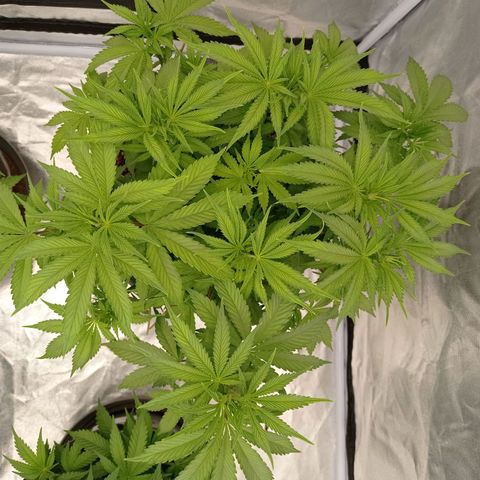 Slurricane growlog timeline photo